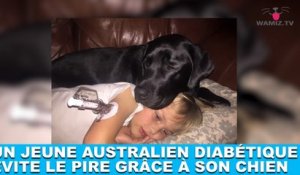 Un jeune australien diabétique évite le pire grâce à son chien ! On en parle dans la minute chien #194