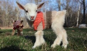 Ces bébés chèvres habillés avec des pulls feraient craquer n'importe qui !