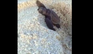 Un bébé tortue essaie de s'extirper du sable. Trop mignon