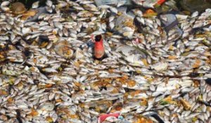 Inde: des milliers de poissons morts dans un lac