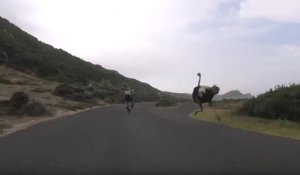 Des cyclistes coursés par une autruche en Afrique du Sud