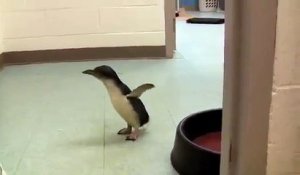 Adorable : quand un pingouin chatouilleux éclate de rire