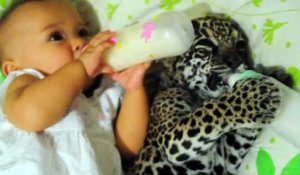 Un bébé et un bébé jaguar boivent leurs biberons ensemble !