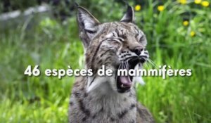 Parc Zoologique de Paris : une année 2015 en chiffres et en émotions