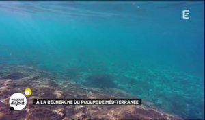 A la recherche du poulpe de Méditerranée