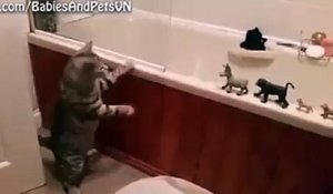Ce chat a décidé de noyer tout ses jouets dans le bain