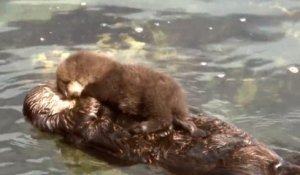 Une Maman Loutre Caline Son Bebe Couche Sur Son Ventre Moment Tendresse Sur Orange Videos