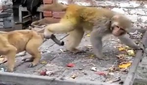 Un singe trolle un chiot jusqu'à lui faire péter un plomb