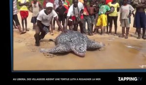 Aidée par des villageois au Libéria, une tortue luth regagne la mer, la séquence émouvante (vidéo)