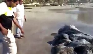 Une créature marine non identifiée s'est échouée sur une plage au Mexique