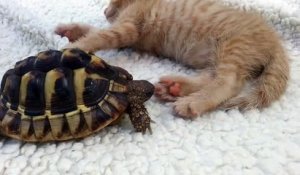 Une tortue goulue mange un chaton
