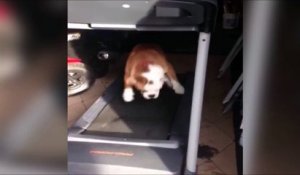 Ce chien a trouvé une nouvelle façon de faire tu tapis de course...