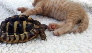 Une tortue vs Patte de chaton