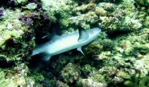 Une murène géante attaque et avale un requin qui finit par s'échapper !