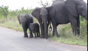 Un éléphanteau découvre sa trompe