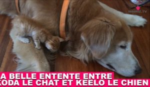 La belle entente entre Koda le chat et Keelo le chien ! Regardez la vidéo dans la minute chat #171