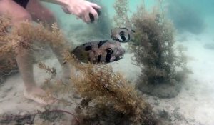 Un plongeur sauve un poisson porc-épic piégé dans un filet de pêche