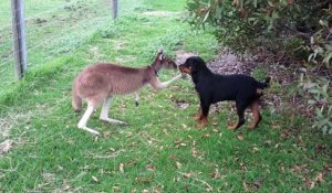 Un kangourou et un chien deviennent meilleurs amis du monde