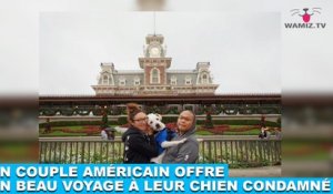 Un couple américain offre un beau voyage à leur chien condamné. L'histoire dans la minute chien #173