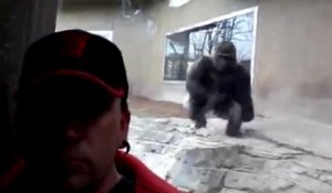 La charge impressionnante d'un gorille sur un visiteur de zoo