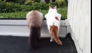 Des chats synchro...