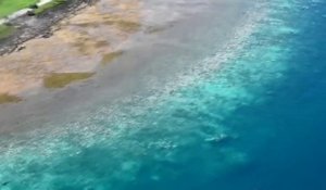 La grande barrière de Corail va disparaître dans quelques mois en Australie ! Catastrophe Ecologique