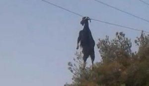 Une chèvre se retrouve suspendue à un fil électrique