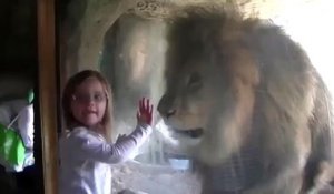 Une petite a le choc de sa vie lorsqu'elle embrasse un lion à travers la vitre de son enclos