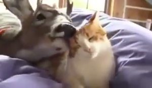 L'amitié totalement improbable entre un cerf et un chat !