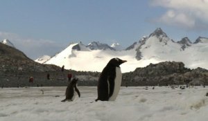 Manchots d'Antarctique recherchent crevettes