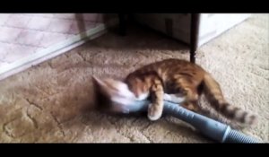 Combat d'un chat contre son aspirateur (>_