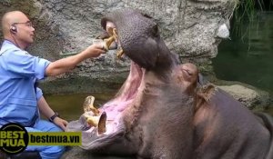 Petit brossage de dent pour cet hippopotame