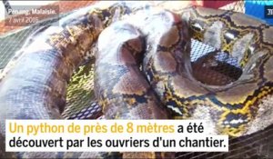 Le plus grand serpent du monde découvert en Malaisie ?