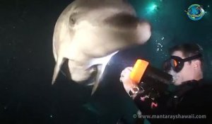Ce plongeur est approché par un dauphin blessé qui a besoin d'aide... Voici ce qu'il s'est produit: