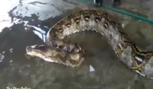 Sans doute le record du monde pour ce python découvert en Malaisie
