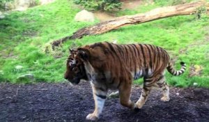 Un tigre va réveiller un autre tigre dans un zoo !