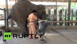 Un éléphant à 3 pattes soigné en Thaïlande