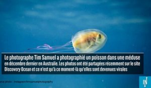 Ce poisson nage dans une méduse, c'est un phénomène rare