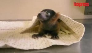 Un bébé lémurien naît dans un zoo à San Diego