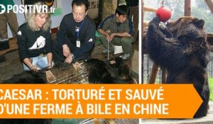 Caesar : l'ours torturé et sauvé d'une ferme à bile en Chine