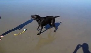 Un chien pète de l'eau quand il aboie à la plage