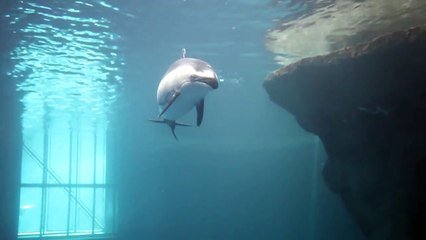 https://media2.woopic.com/api/v1/images/165%2Fv%2FF2YGi1Zdw3ut8yFne%2Fnaissance-d-un-bebe-dauphin-a-l-aquarium-de-chicago-grand-moment%7Cx240?facedetect=1&quality=85