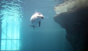 Naissance d'un bébé dauphin à l'aquarium de Chicago - Grand moment