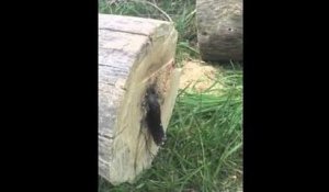 Un homme découpe un arbre et découvre un serpent à l'interieur