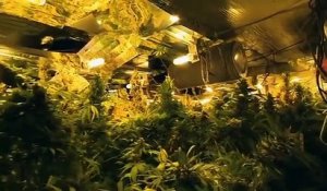Un entrepot avec 4000 pieds de Cannabis découvert à Lille