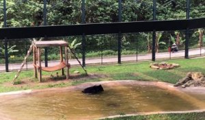 Un ours s'éclate dans un bassin après des années de maltraitance