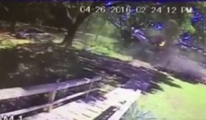 Le crash incroyable d’un avion dans un arbre (vidéo)