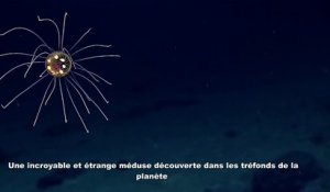 Une incroyable et étrange méduse découverte dans les tréfonds de la planète