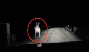 Un kangourou passe à l'attaque sur une voiture en pleine nuit !