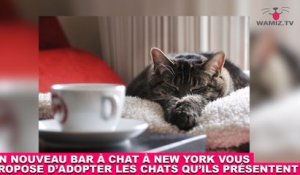 Un nouveau bar à chat à New York vous propose d'adopter les chats qu'ils présentent ! On en parle dans la Minute Chat #209